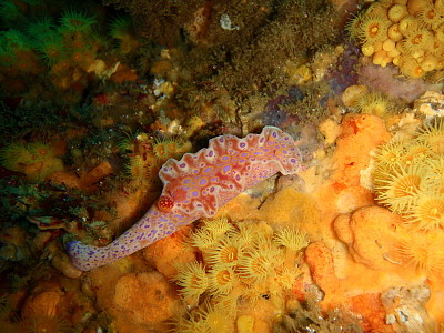 Ceratosoma brevicaudatum