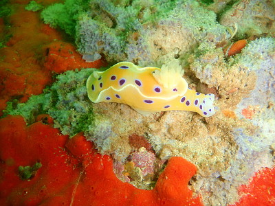 Ceratosoma ingozi