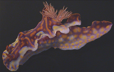 Ceratosoma magnificum