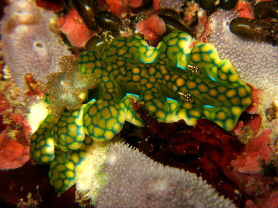 Ceratosoma sinuatum