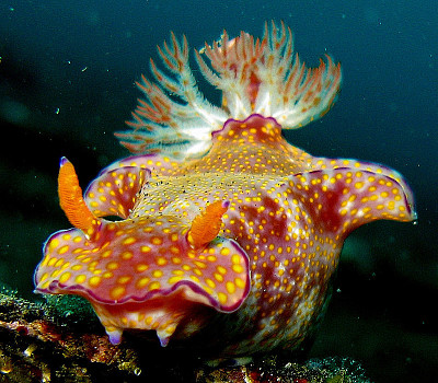 Ceratosoma tenue