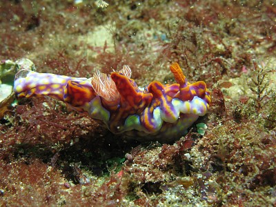 Ceratosoma flavicostatum