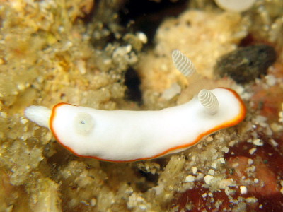 Chromodoris alboneres