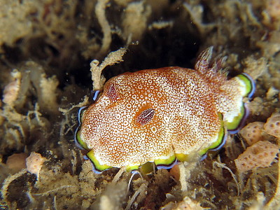 Chromodoris pustolosa