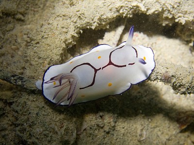 Chromodoris annulata