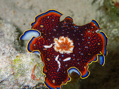 Chromodoris charlottae