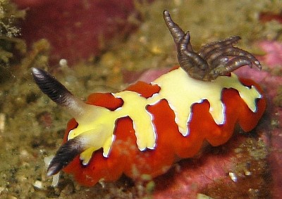 Chromodoris fidelis