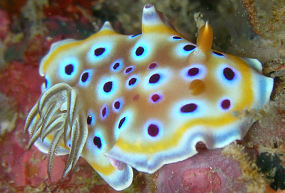 Chromodoris geminus