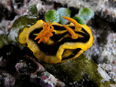 Chromodoris nudibranch