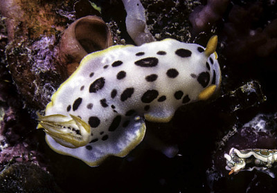 Chromodoris orientalis