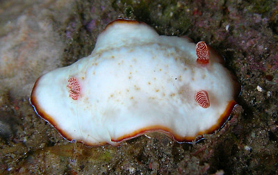 Chromodoris preciosa