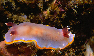 Chromodoris purpurea