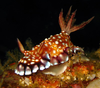 Chromodoris roboi