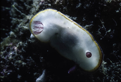 Chromodoris sinensis