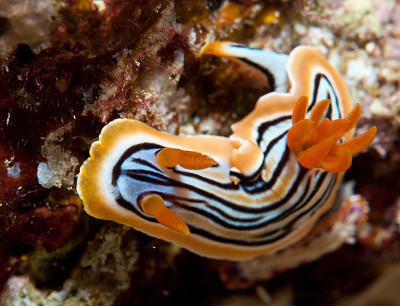 Chromodoris striatella