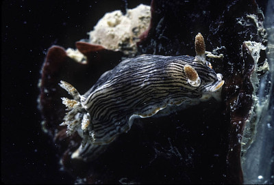 Chromodoris strigata