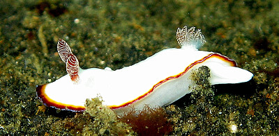 Chromodoris verrieri