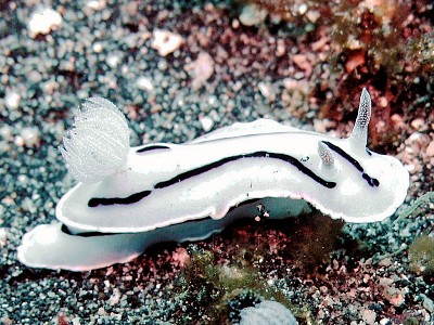 Chromodoris willani