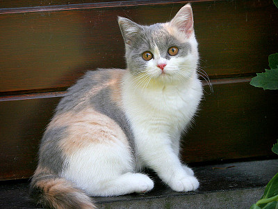 British shorthair tricolore