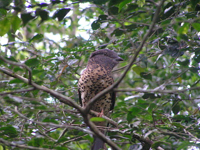 Curol del madagascar