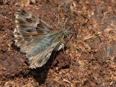 Carcharodus flocciferus