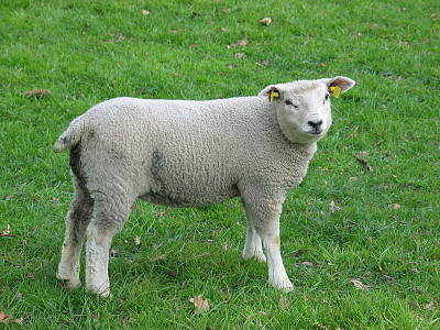 Lamb