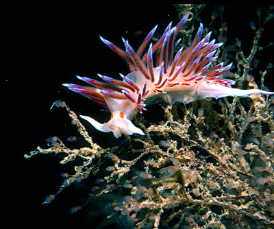 Cratena peregrina