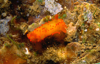 Crimora papillata