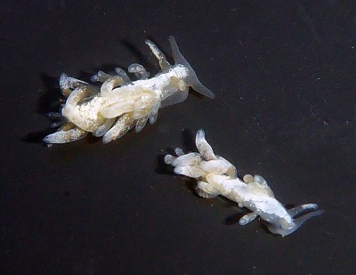 Cuthona albocrusta