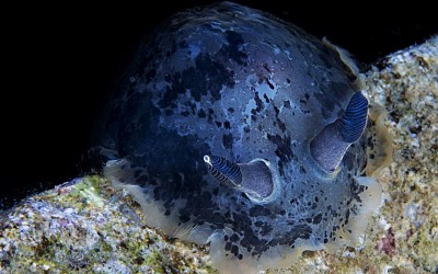 Dendrodoris affumicata