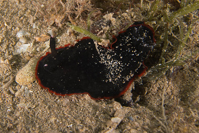 Dendrodoris alborescens