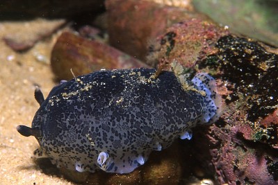 Dendrodoris caesia