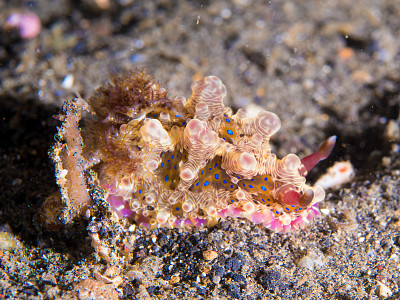 Dendrodoris denisoni