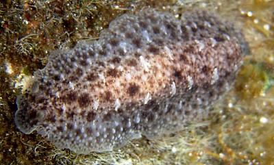 Dendrodoris elongata