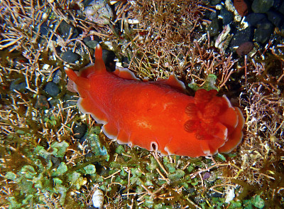 Dendrodoris fumata