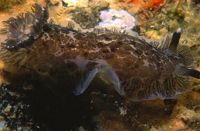 Dendrodoris grandiflora