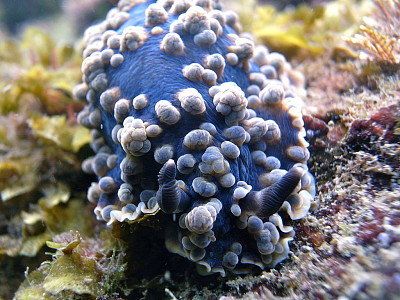 Dendrodoris gunnamatta