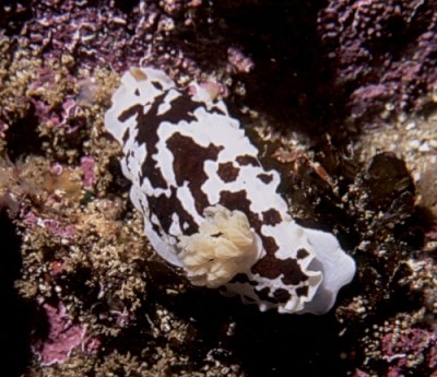 Dendrodoris nigra