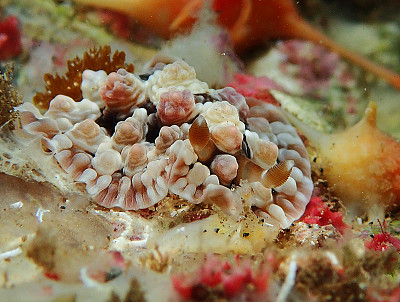 Dendrodoris tuberculosa