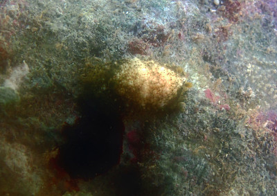 Dendrodoris coronata