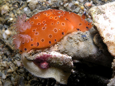 Dendrodoris guttata