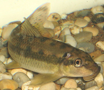 Gyrinocheilus aymonieri