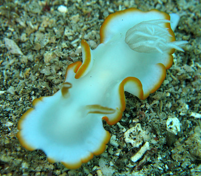 Ardeadoris electra