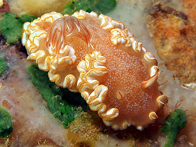 Ardeodoris poliahu