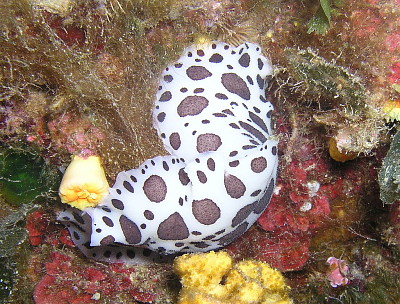 Discodoris atromaculata