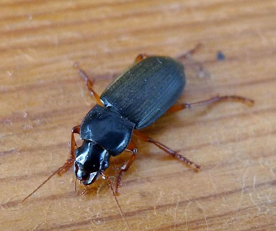 Harpalus rufipes