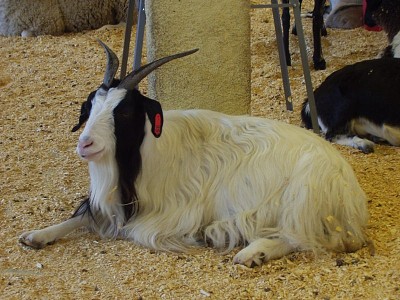 Capra d 'angora