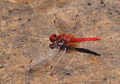 Crocothemis sanguinolenta