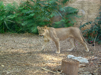 Leone maculato del kenia