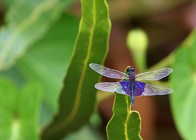 Rhyothemis semihyalina